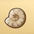 古代貝の化石オリーブ