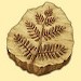 シダ植物の化石のびぼく2