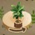 大型ストレリチアの植木鉢猫と秘密の森