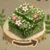 緑の葉っぱの踏み台猫と秘密の森